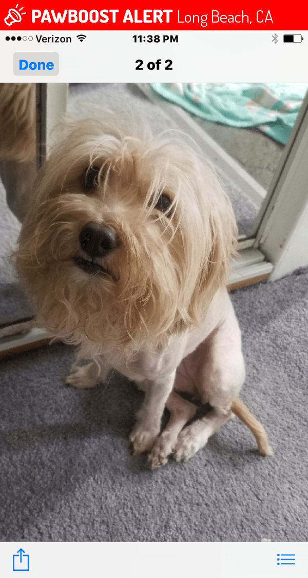 Reunited Dog in Long Beach, CA 90813