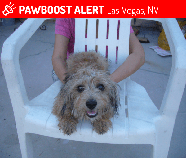Found/Stray Male Dog in Las Vegas, NV 89142 (ID 4668388) PawBoost