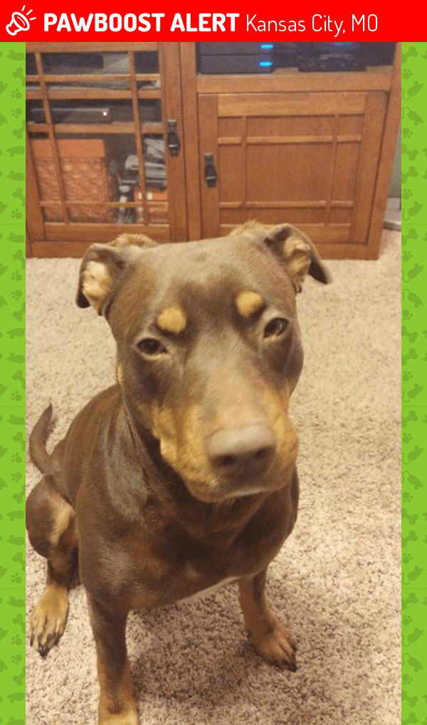 Lost Female Dog in Kansas City, MO 64136 Named Ava (ID 4668399) PawBoost