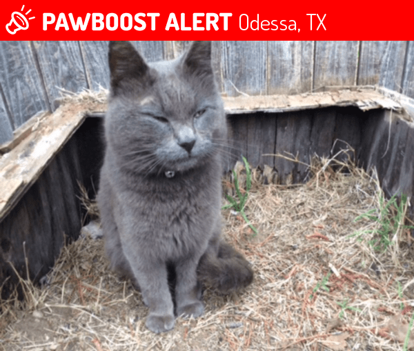 Deceased Male Cat in Odessa, TX 79762 (ID 4668918) PawBoost
