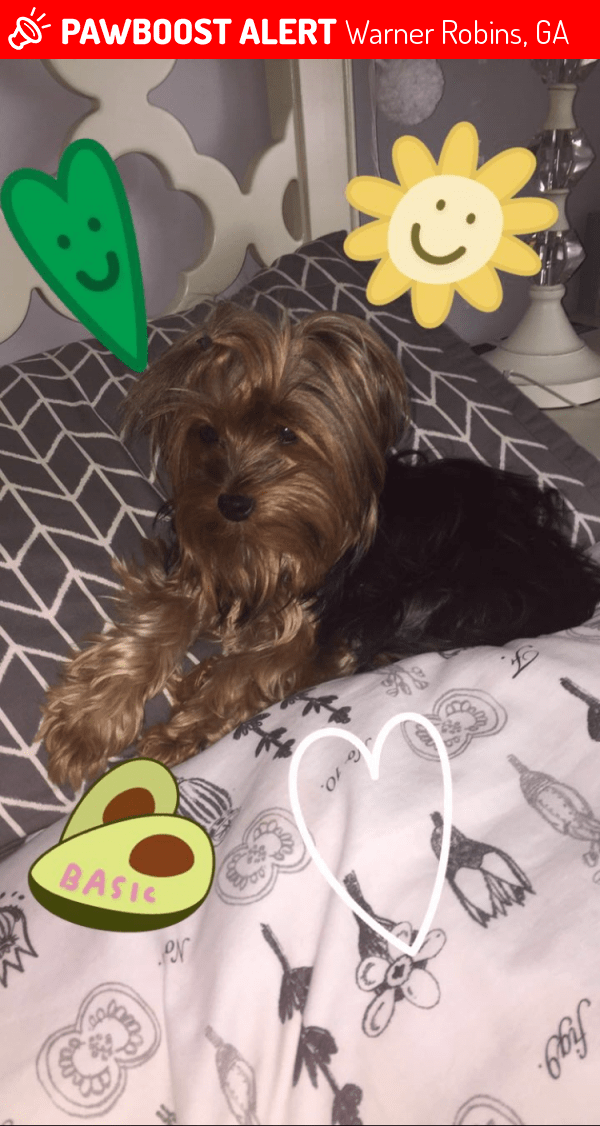 Lost Female Dog in Warner Robins, GA 31093 Named Dixy (ID 4669037