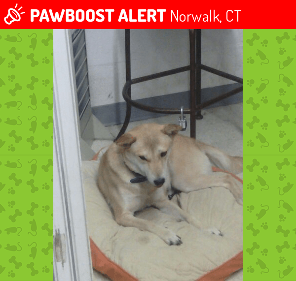 Lost Female Dog in Norwalk, CT 06855 Named Hosoon (ID 4669071) PawBoost