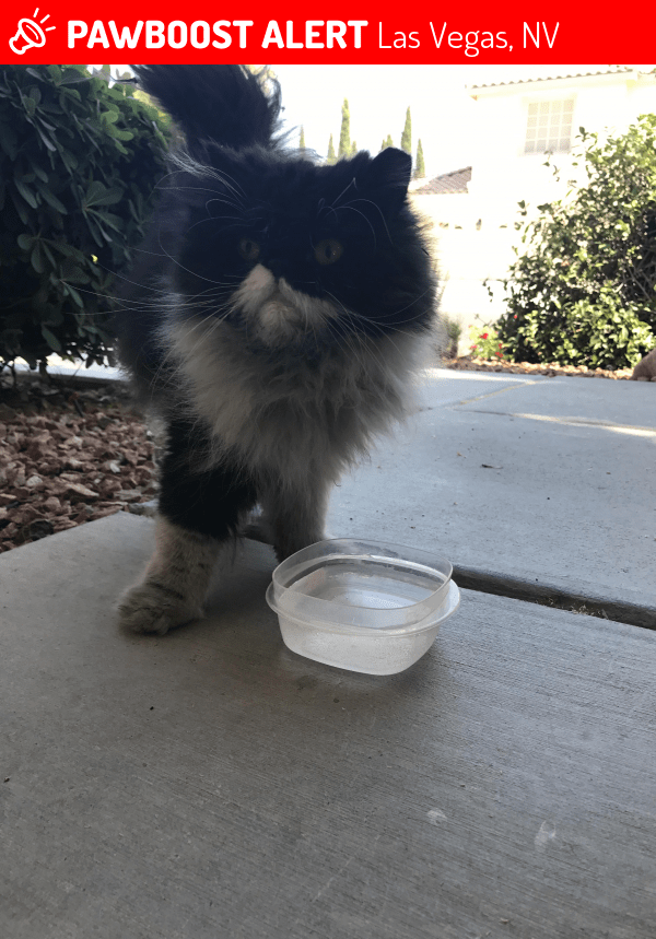 Surrendered Female Cat in Las Vegas, NV 89131 (ID 4669375) PawBoost