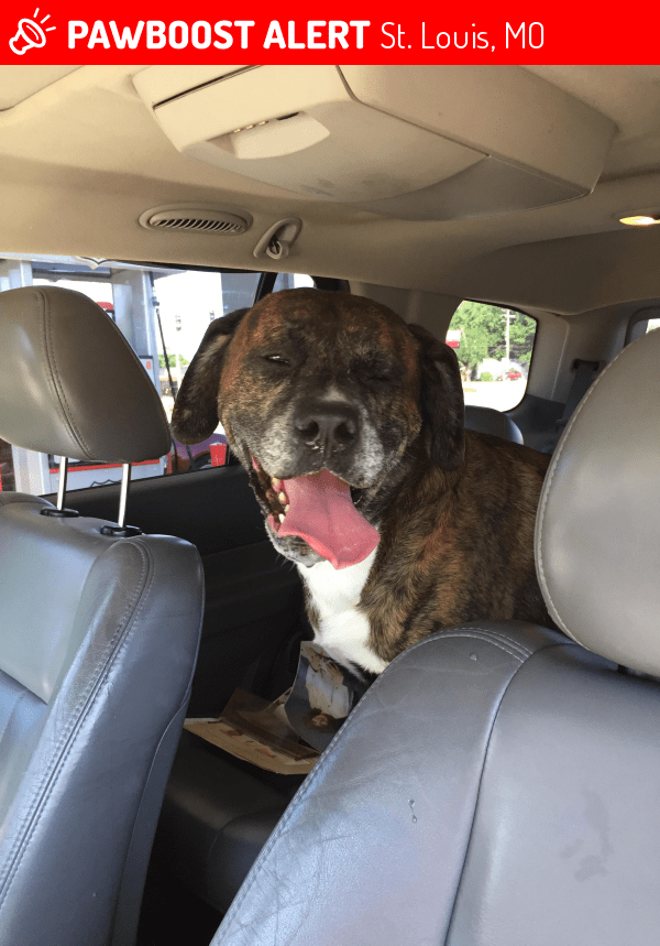 Found/Stray Male Dog in St. Louis, MO 63125 (ID 4669550) PawBoost