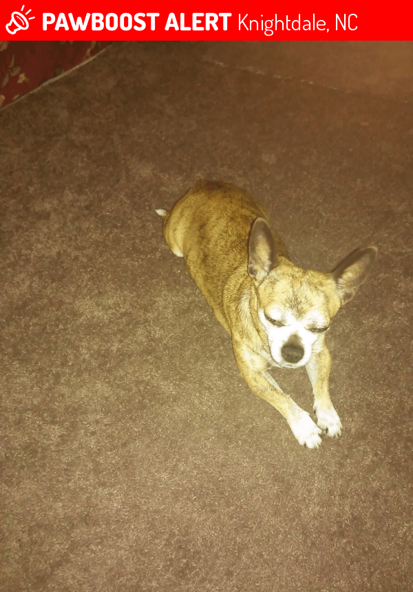 Lost Female Dog in Knightdale, NC 27545 Named Brandie (ID 4671009