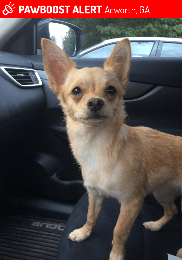 Found/Stray Female Dog in Acworth, GA 30102 (ID 4671189) PawBoost