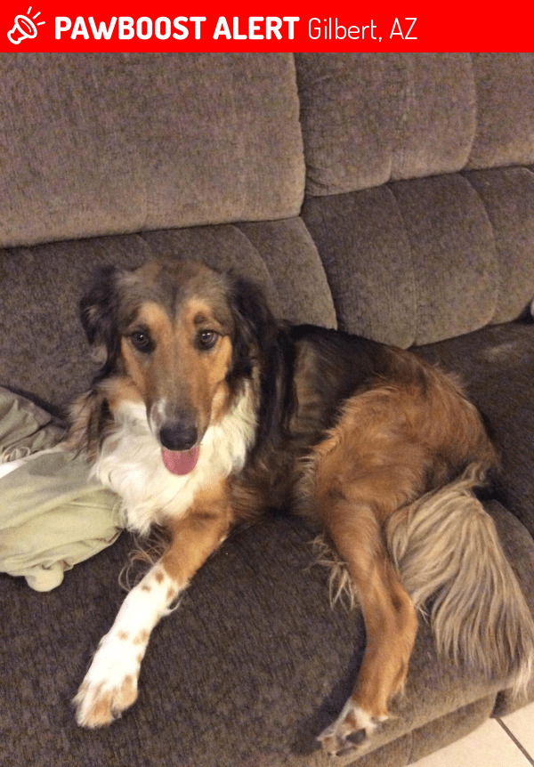 Reunited Dog in Gilbert, AZ 85233