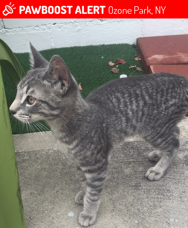Found/Stray Male Cat in Ozone Park, NY 11416 (ID 4671262) PawBoost