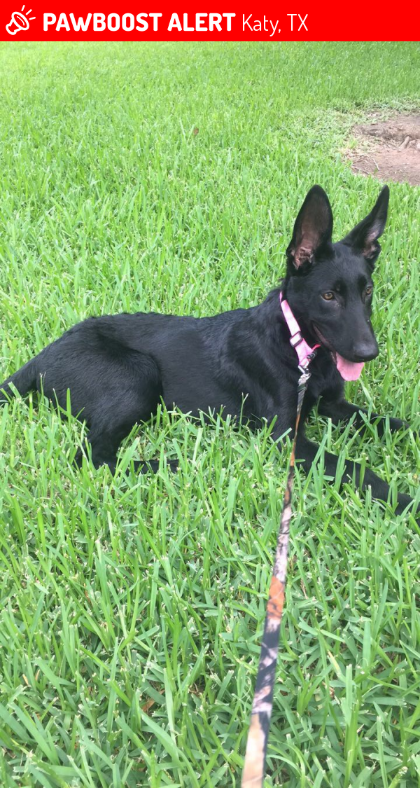 Lost Female Dog in Katy, TX 77449 Named Raven (ID 4671784) PawBoost