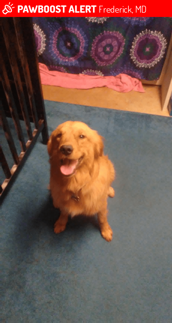 Lost Dog in Frederick, MD 21702