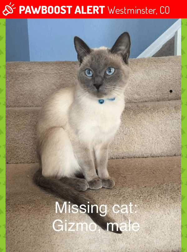 Lost Cat in Westminster, CO 80020