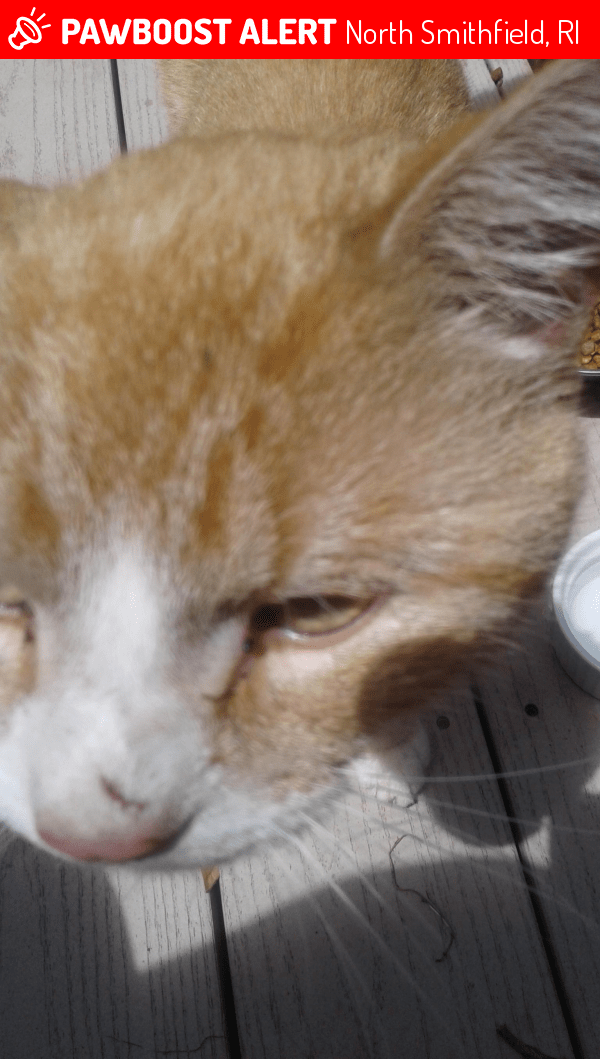 Found/Stray Male Cat in North Smithfield, RI 02896 (ID 4672221) PawBoost