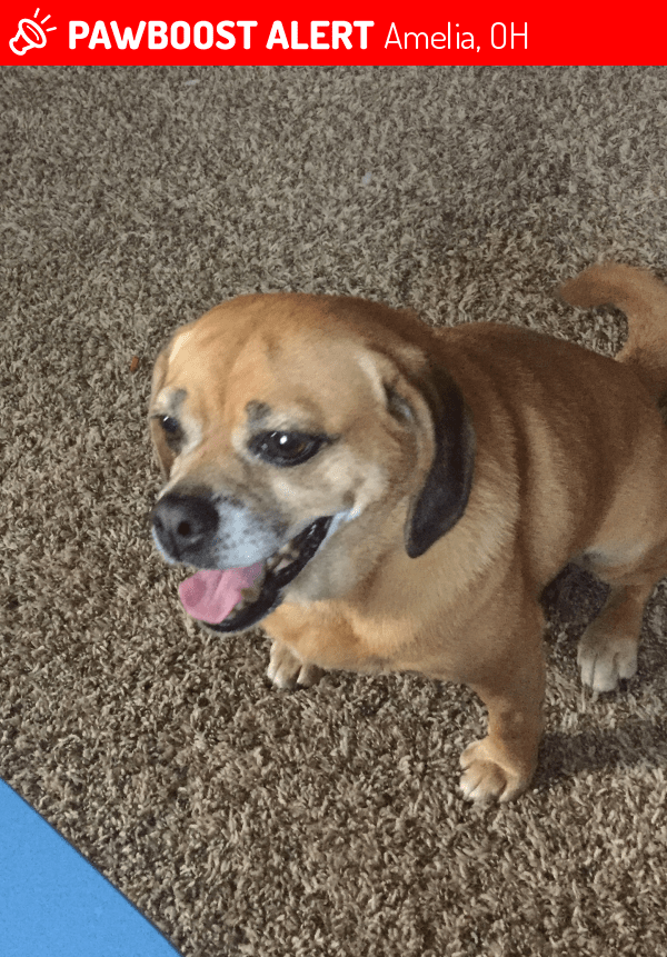 Rehomed Female Dog in Amelia, OH 45102 (ID 4672460) PawBoost