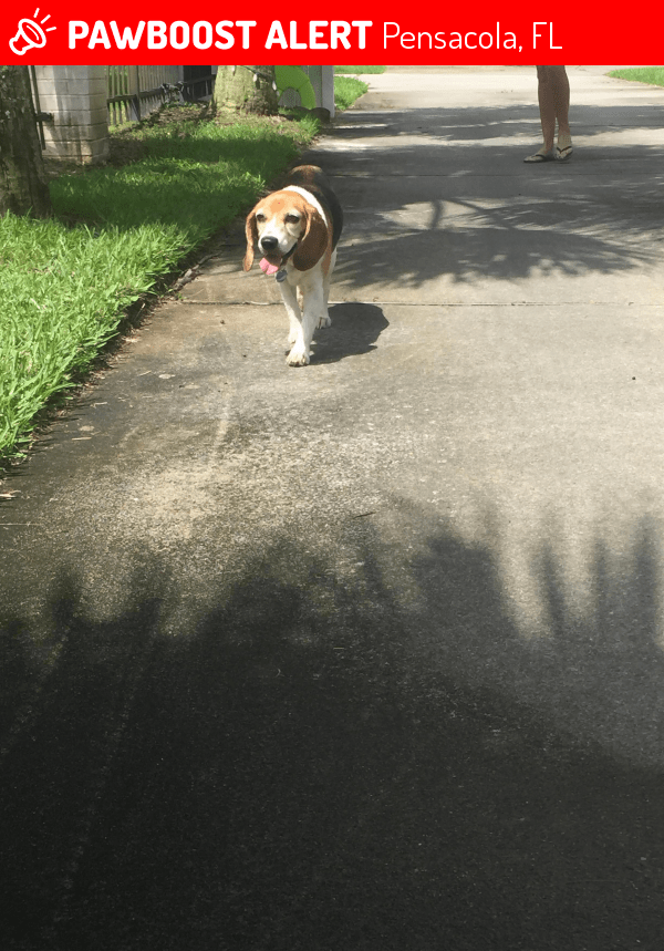 Found/Stray Male Dog in Pensacola, FL 32507 (ID 4674079) PawBoost