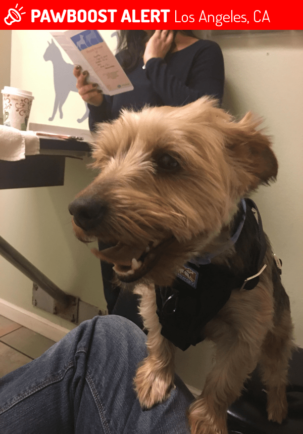 Reunited Dog in Los Angeles, CA 91606