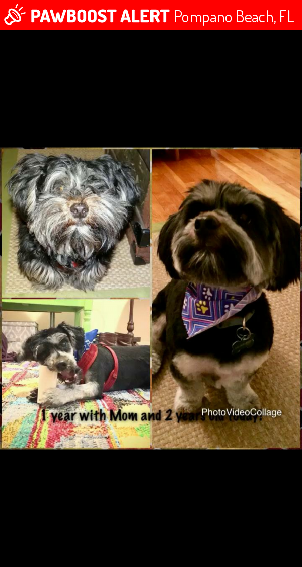 Reunited Dog in Pompano Beach, FL 33321