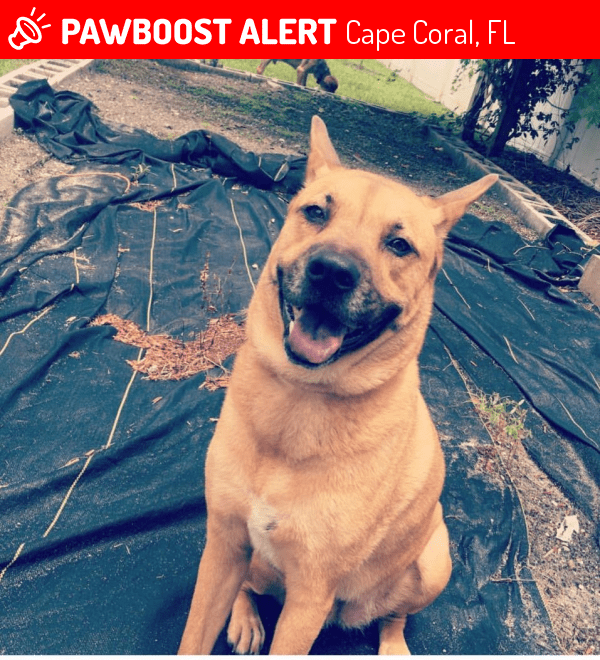 Lost Female Dog in Cape Coral, FL 33990 Named Cookie (ID 4675165