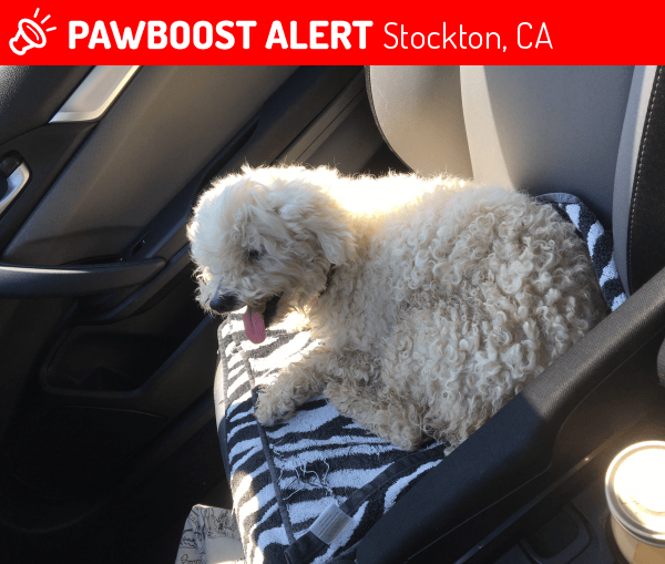 Reunited Dog in Stockton, CA 95204