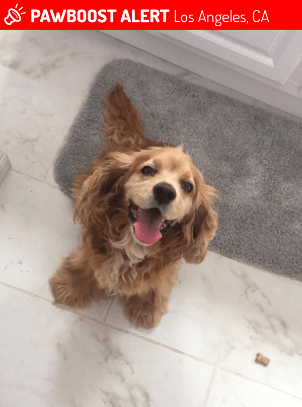 Reunited Dog in Los Angeles, CA 90043