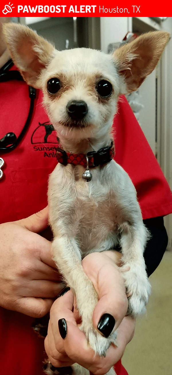 Lost Dog in Houston, TX 77047 Named Unknown (ID 4676937) PawBoost