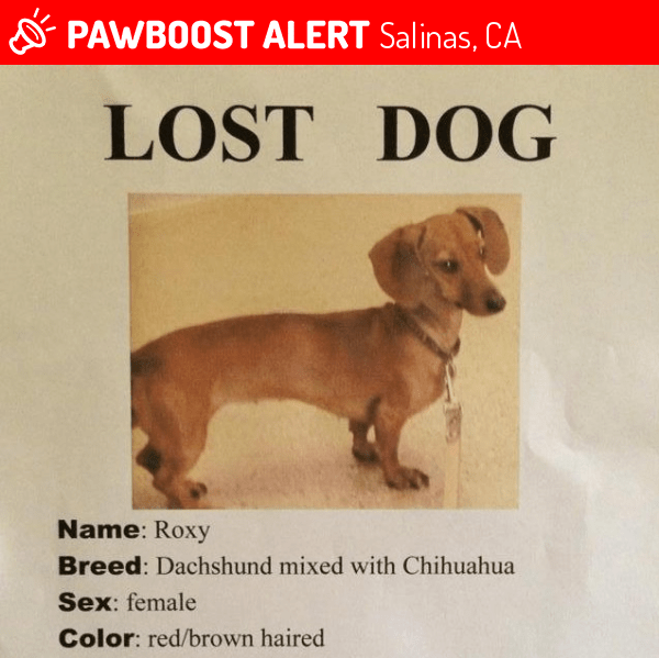 Lost Female Dog in Salinas, CA 93901 Named Roxy (ID 4677379) PawBoost