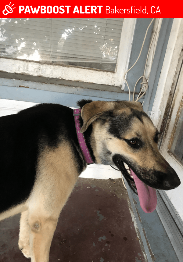 Found/Stray Female Dog in Bakersfield, CA 93305 (ID 4682252) PawBoost