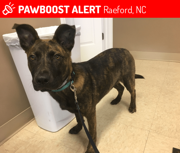 Found/Stray Dog in Raeford, NC 28376 (ID 4682547) PawBoost