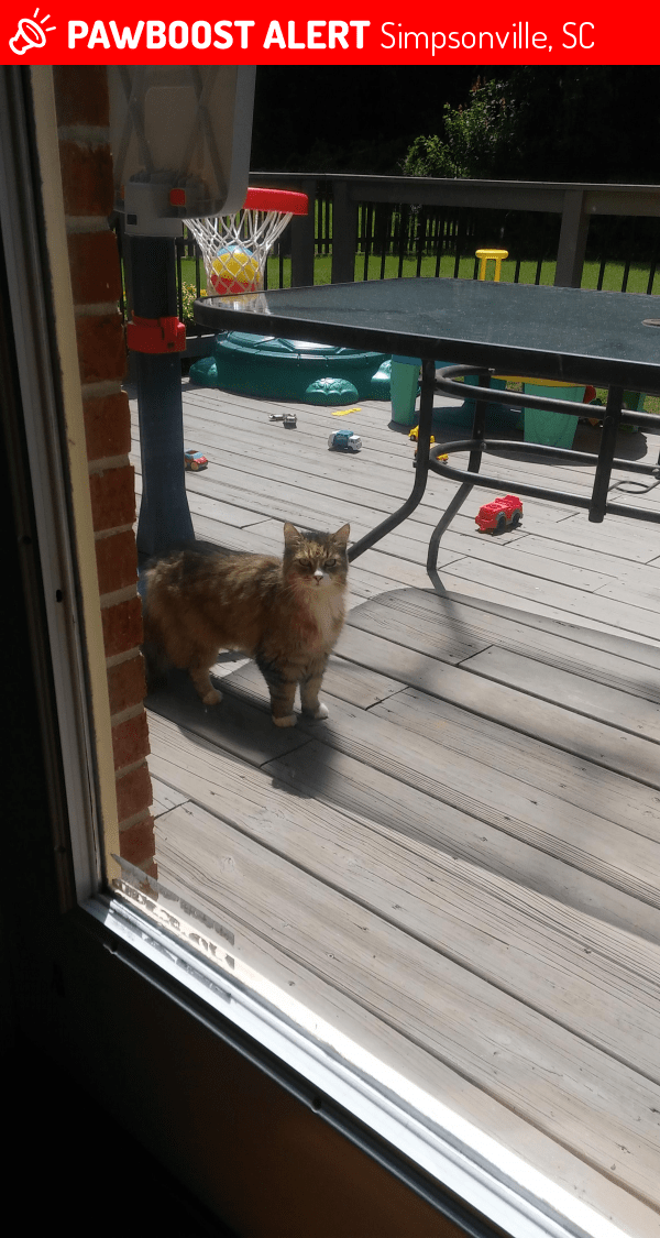 Found/Stray Cat in Simpsonville, SC 29681 (ID 4683380) PawBoost