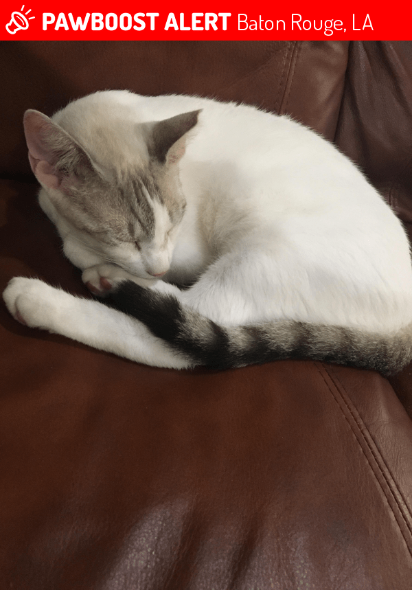 Found/Stray Cat in Baton Rouge, LA 70810 (ID 4683483) PawBoost