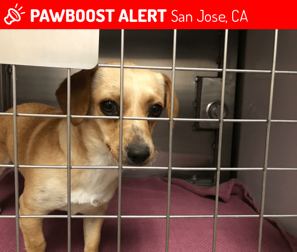 Found/Stray Female Dog in San Jose, CA 95116 (ID 4683891) PawBoost