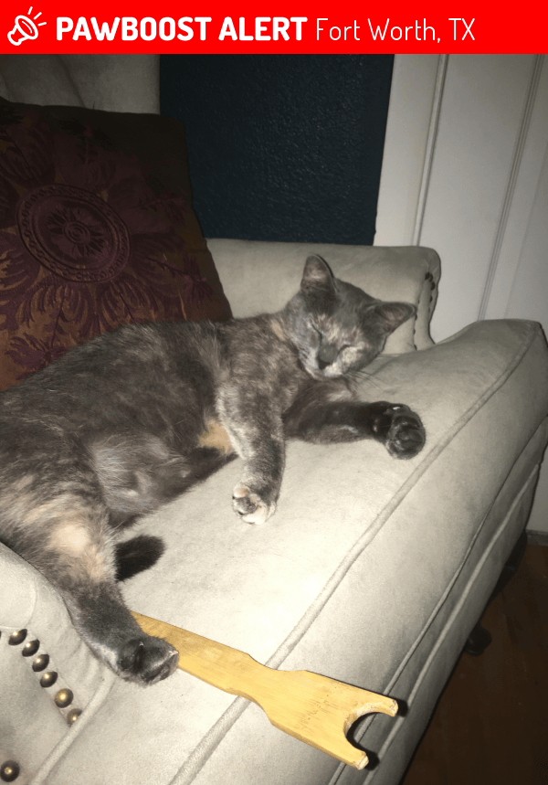 Lost Female Cat in Fort Worth, TX 76133 Named Kitty (ID