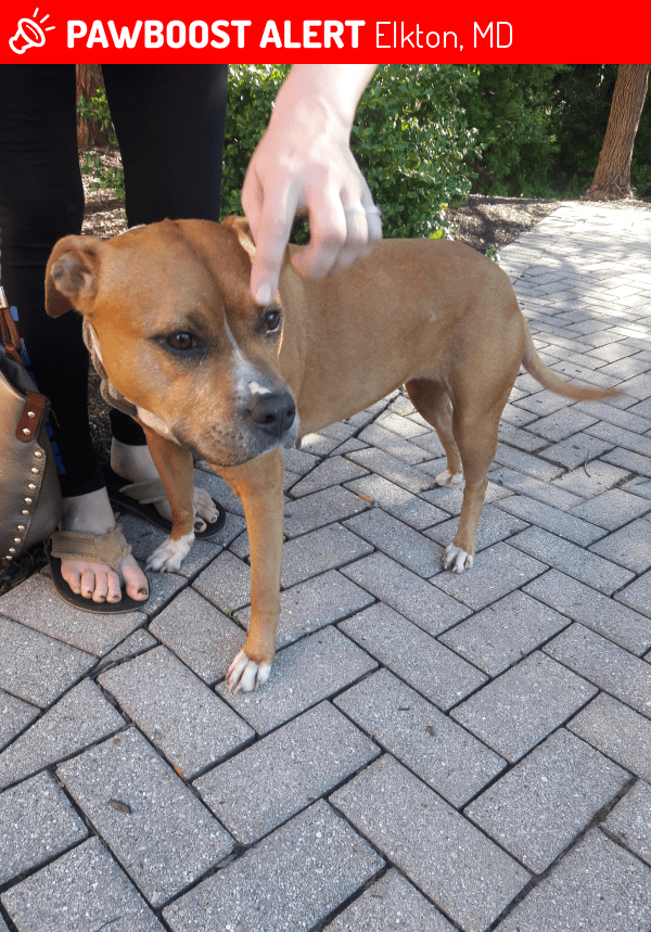 Found/Stray Female Dog in Elkton, MD 21921 (ID 4686555) PawBoost