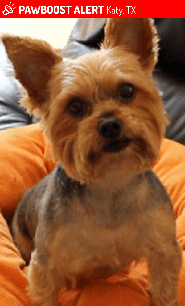 Lost Male Dog in Katy, TX 77449 Named King (ID 4686884) PawBoost