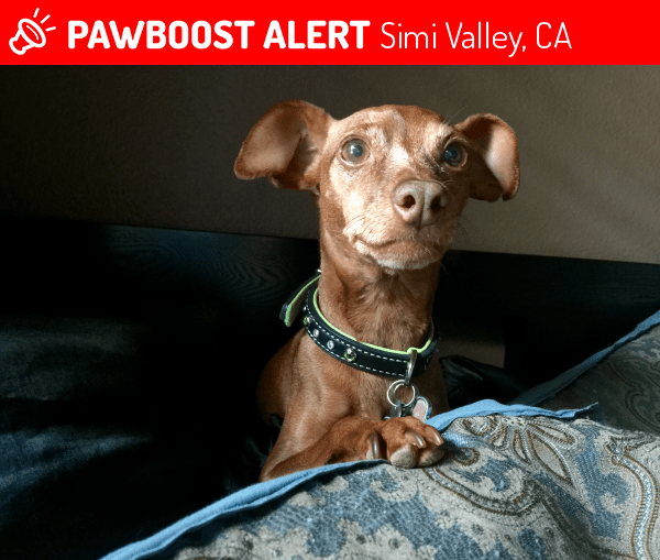 Lost Female Dog in Simi Valley, CA 93065 Named Rooby (ID