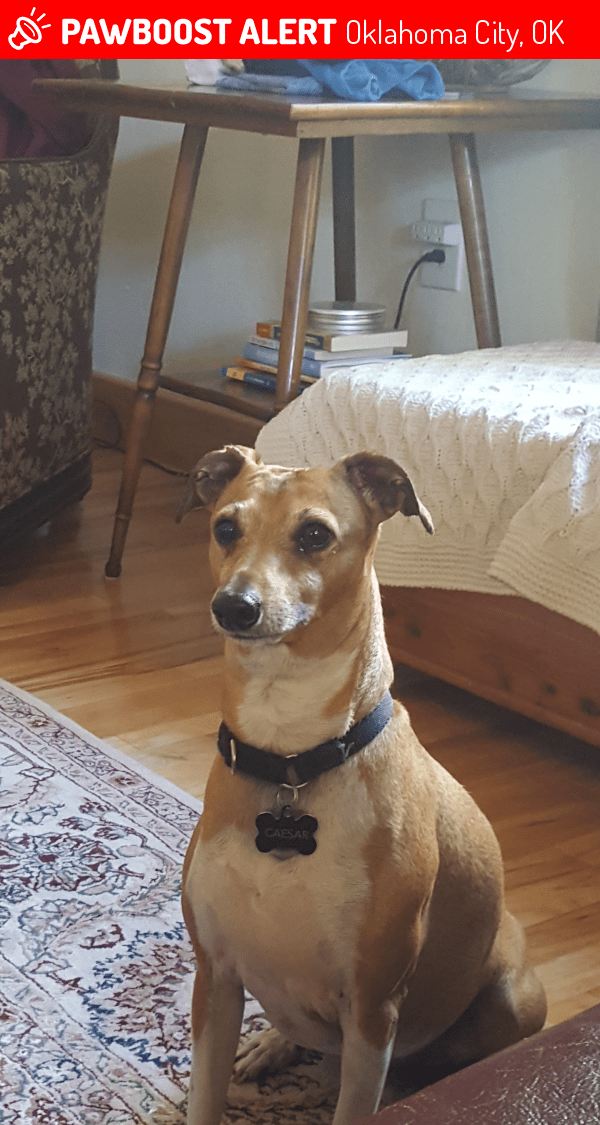 Lost Male Dog in Oklahoma City, OK 73107 Named Caesar (ID 4688163