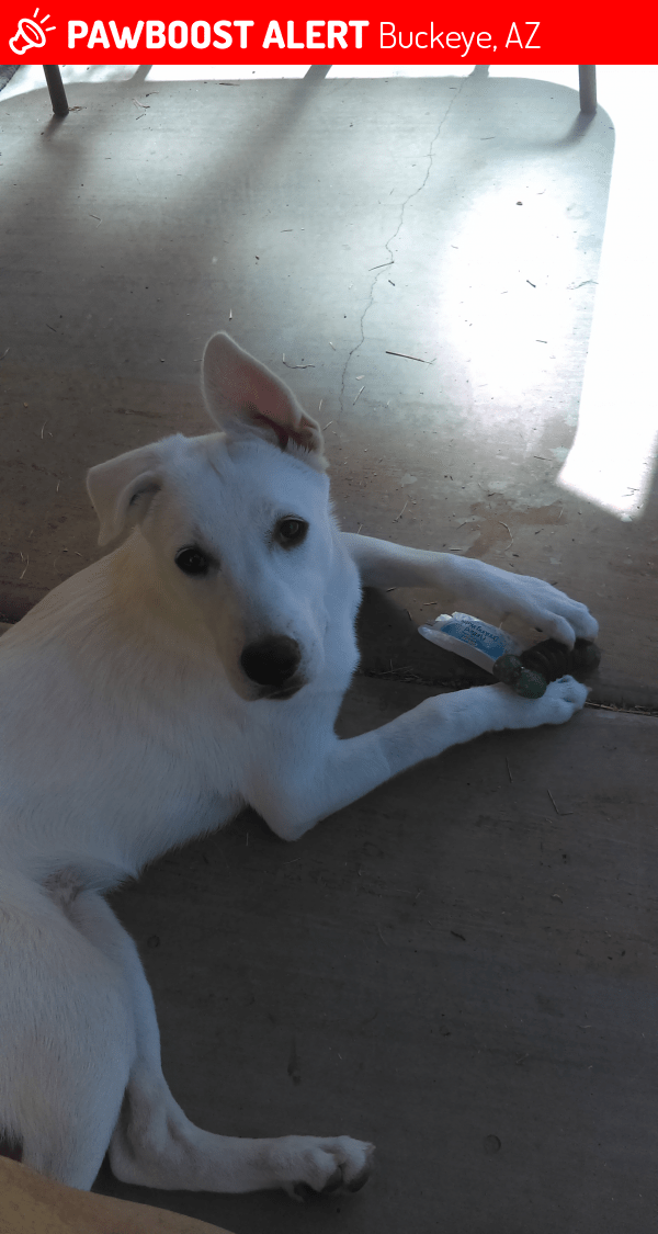 Lost Female Dog in Buckeye, AZ 85326 Named Zoey (ID 4688179) PawBoost