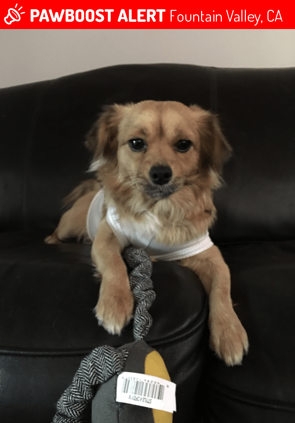 Lost Female Dog in Fountain Valley, CA 92708 Named Teddy (ID 4688203) PawBoost