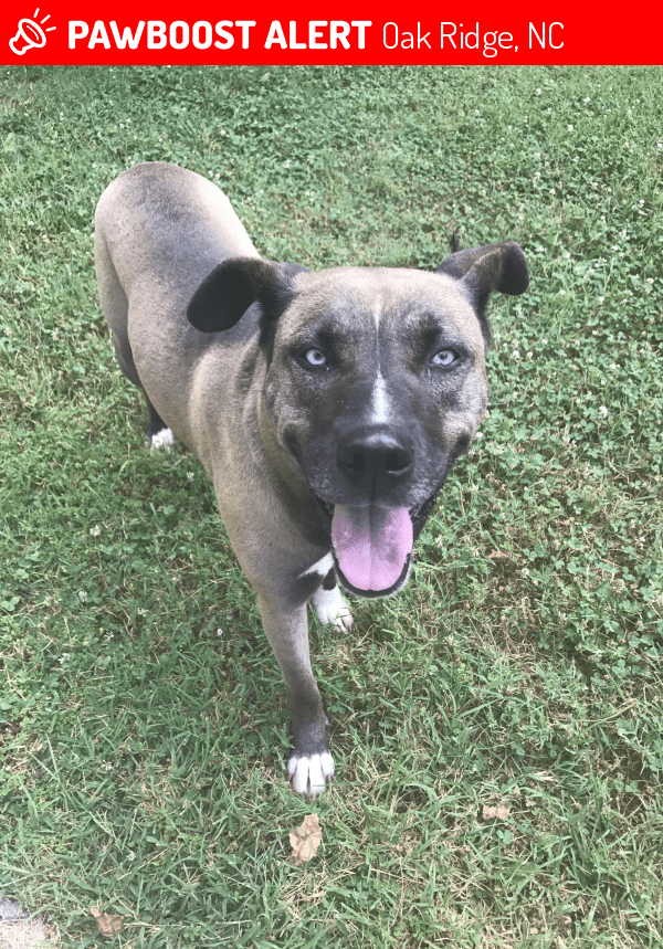 Found/Stray Female Dog in Oak Ridge, NC 27310 (ID 4688584) PawBoost