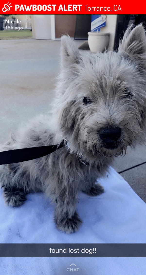 Rehomed Female Dog in Torrance, CA 90501 (ID 4688724) PawBoost