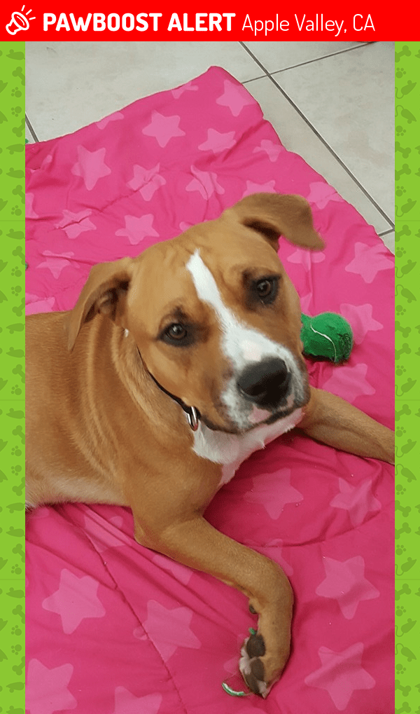 Deceased Male Dog in Apple Valley, CA 92308 (ID 4688805) PawBoost