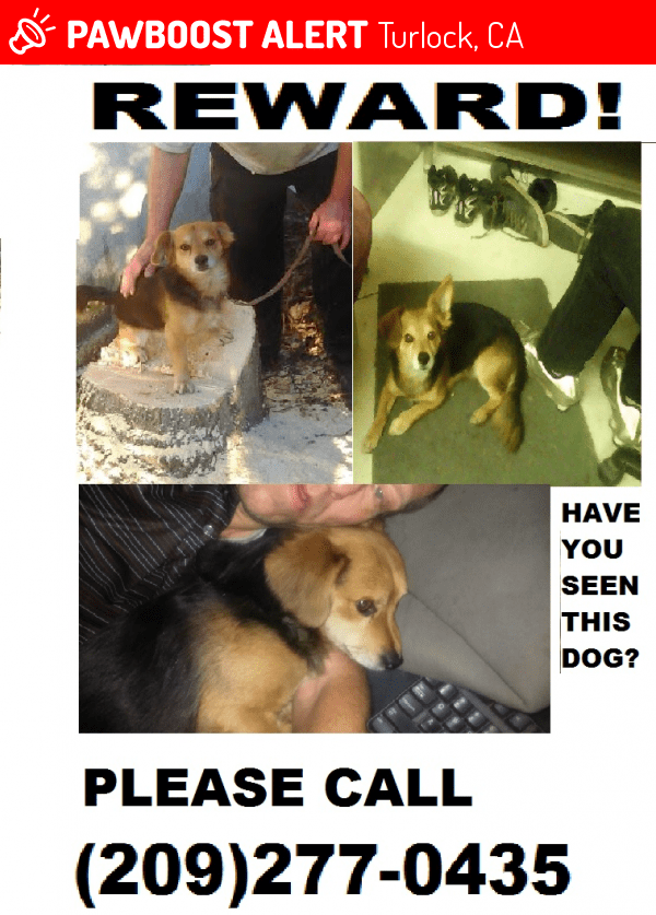 Lost Male Dog in Turlock, CA 95382 Named Cooper (ID