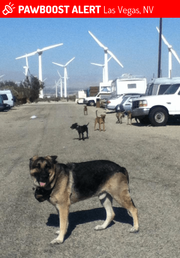 Lost Male Dog in Las Vegas, NV 89143 Named Jezeus (ID 4689919) PawBoost