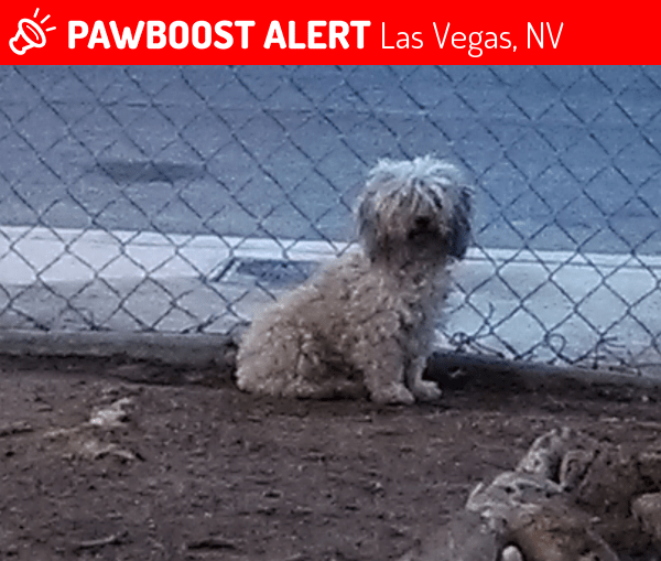 Found/Stray Female Dog in Las Vegas, NV 89156 (ID 4690626) PawBoost