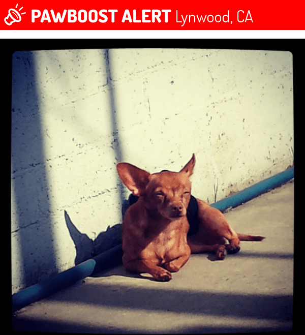 Lost Male Dog in Lynwood, CA 90262 Named Dumbo (ID 4690649) PawBoost