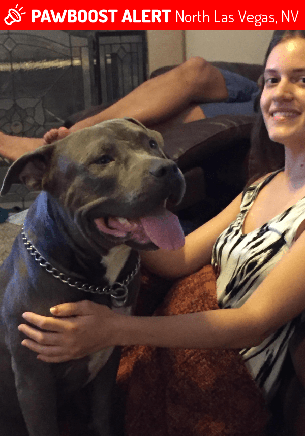 Found/Stray Male Dog in North Las Vegas, NV 89032 (ID 4690955) PawBoost