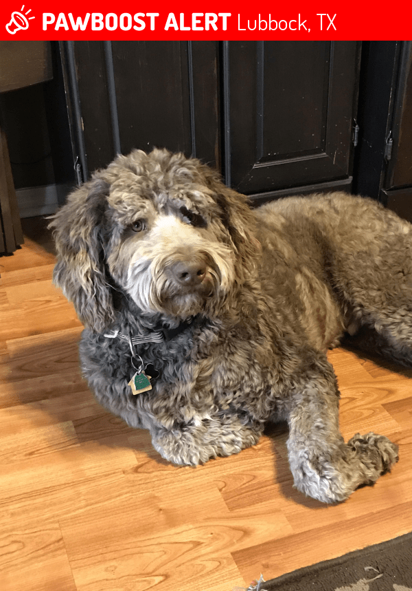 Lost Male Dog in Lubbock, TX 79424 Named Mousse (ID 4691436) PawBoost