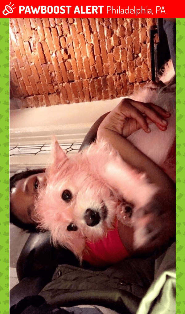 Lost Male Dog in Philadelphia, PA 19143 Named King (ID 4691941) PawBoost