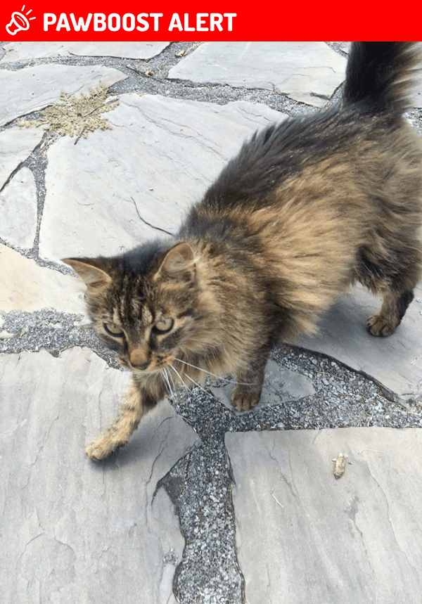 Found/Stray Cat in Hillsborough Township, NJ 08844 (ID 4693005) PawBoost