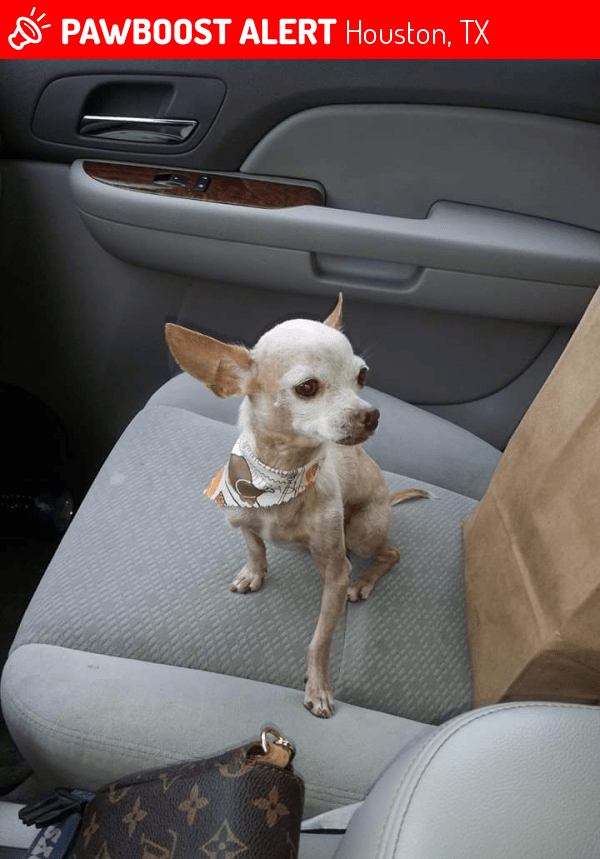 Lost Male Dog in Houston, TX 77084 Named Chapparro (ID 4693519) PawBoost