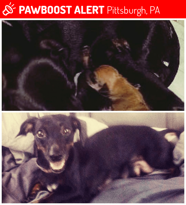 Lost Female Dog in Pittsburgh, PA 15213 Named Precious (ID 4694039